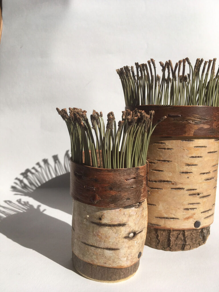 Bark-vessel-with-shadow