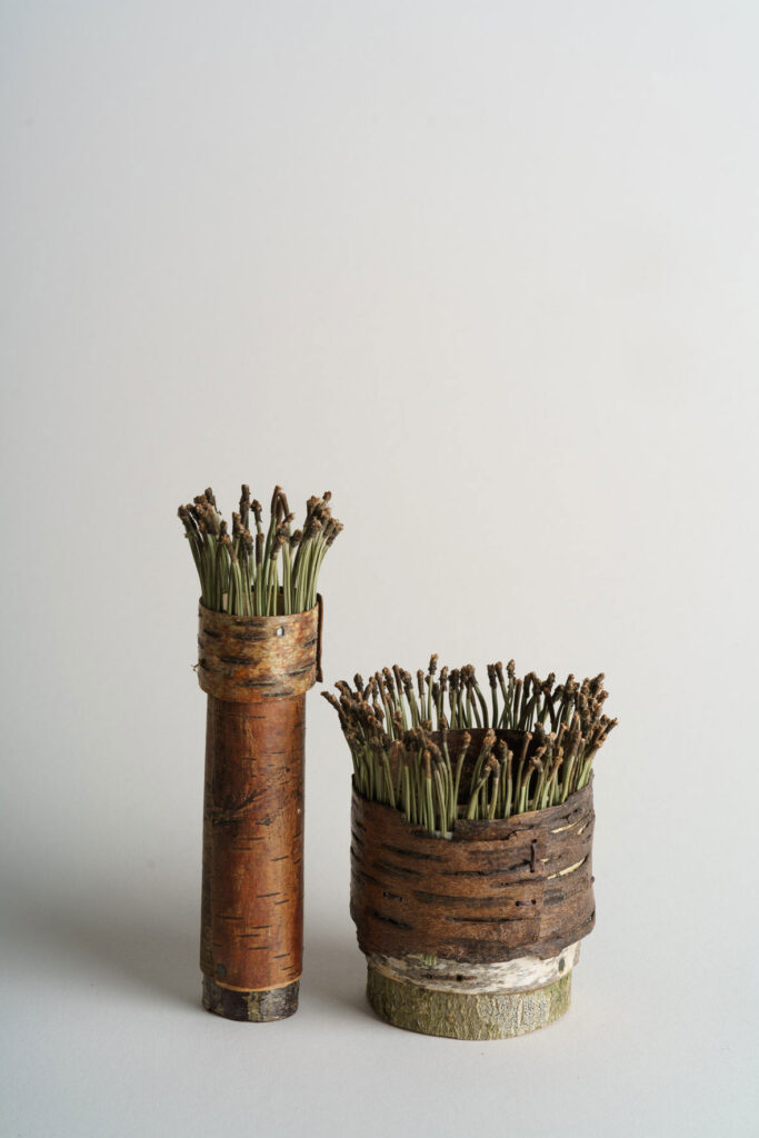 Bark-vessels-with-pine-needles
