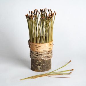 Birch bark vessel with pine needles Ht 17 x 6 cms £ 48.00