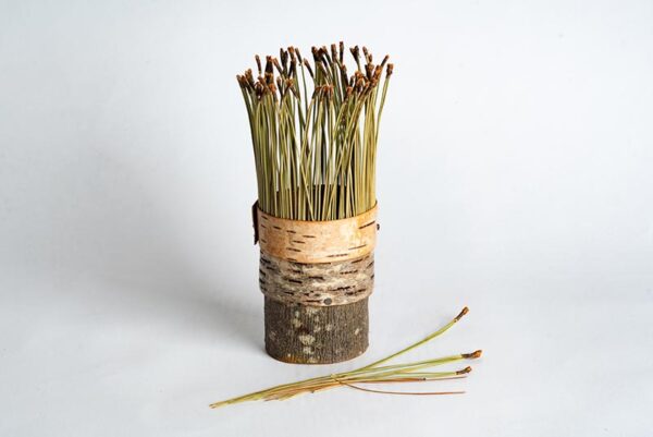 Birch bark vessel with pine needles Ht 17 x 6 cms £ 48.00